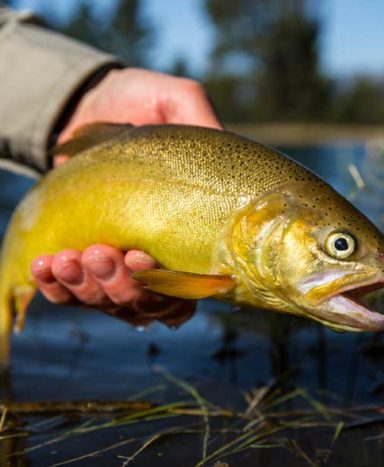 Gila-trout-USFWS-photo