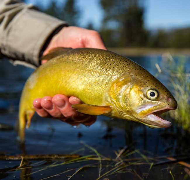 Gila-trout-USFWS-photo