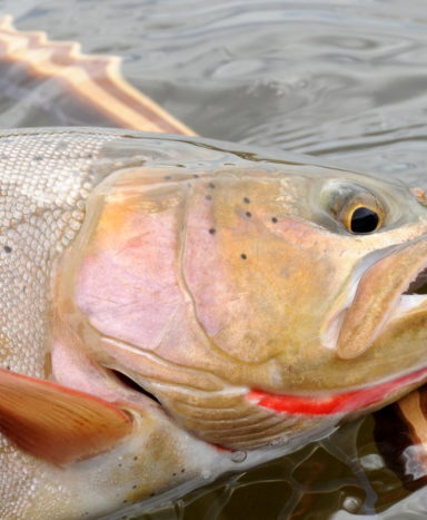 Cutthroat Trout