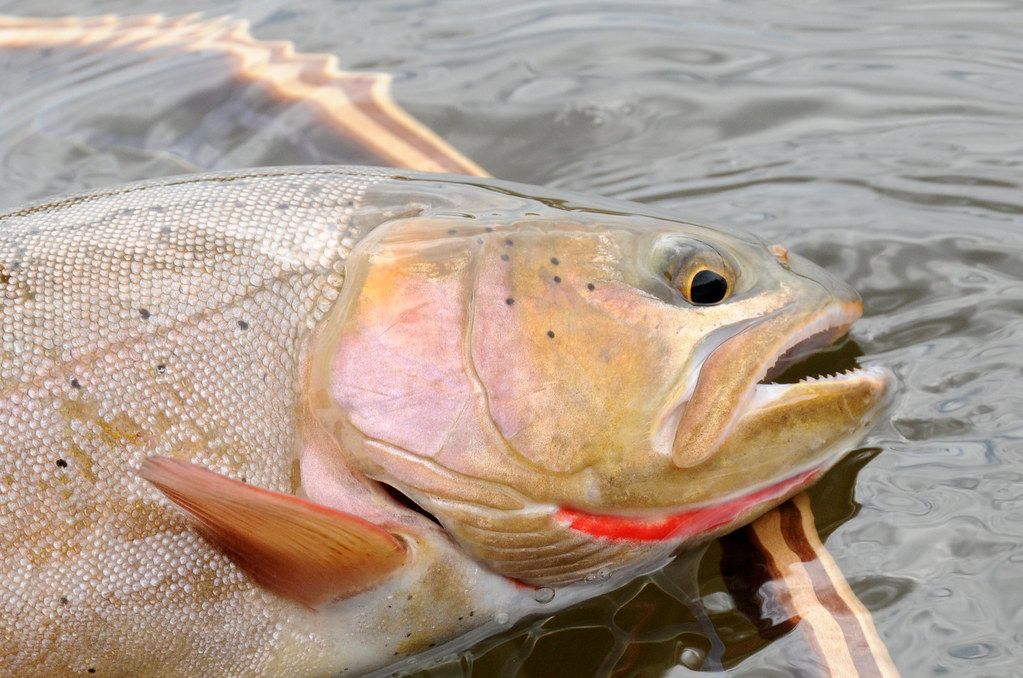 Cutthroat Trout