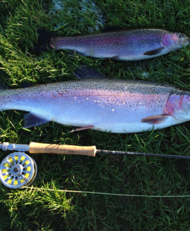 rainbow trout