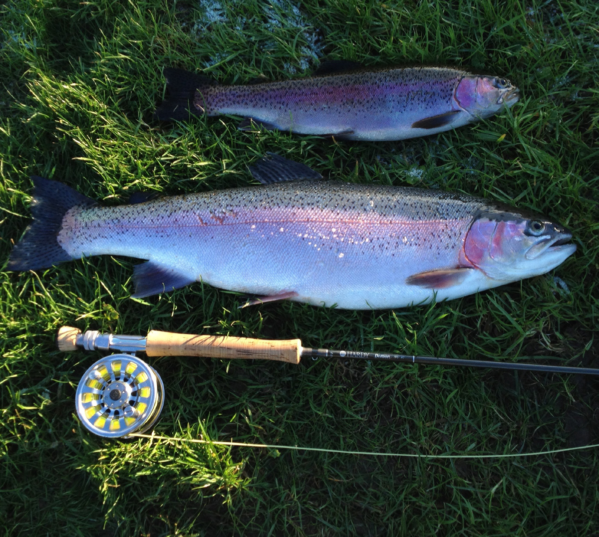 rainbow trout