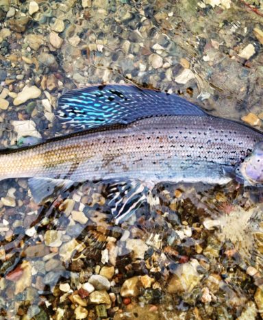 Bighole grayling