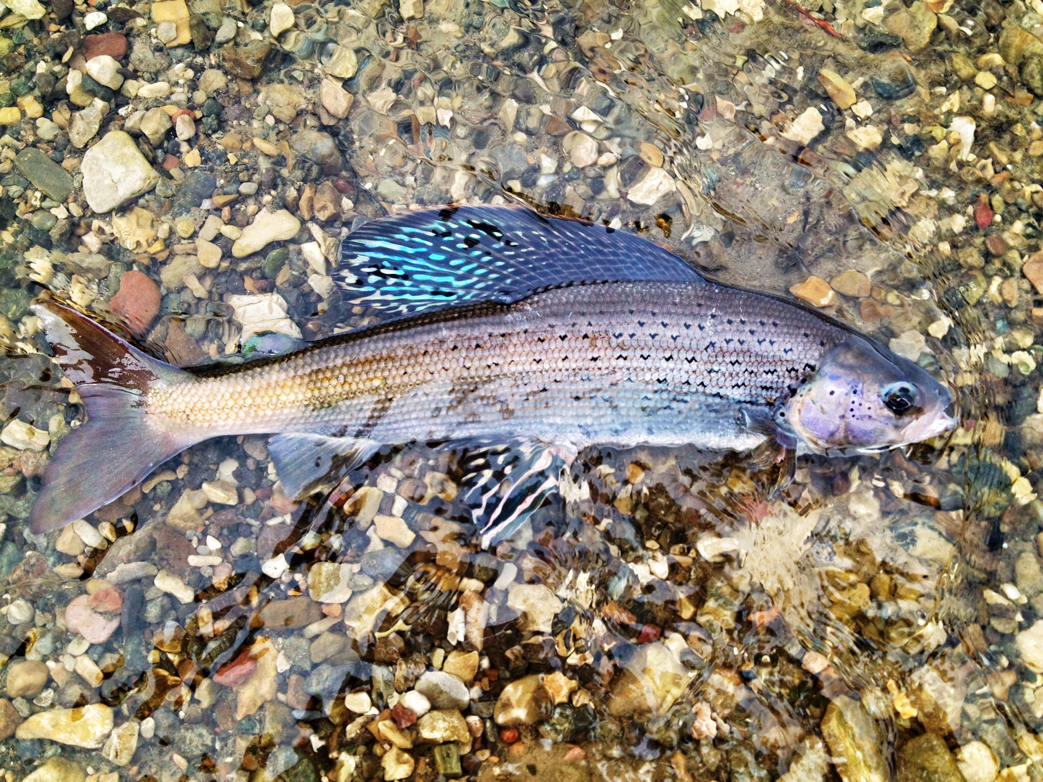 Bighole grayling